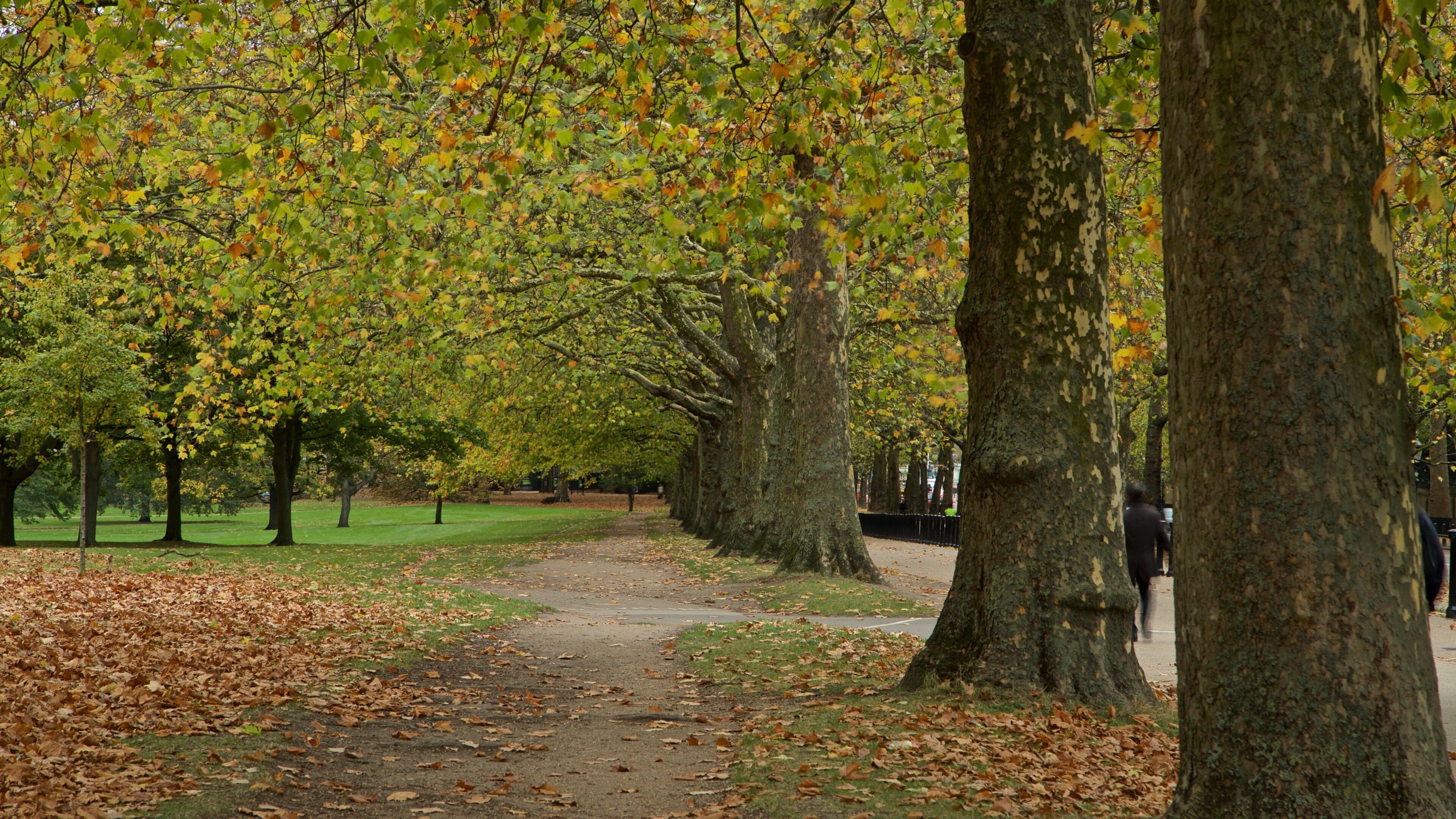 Green Park showing a park and autumn leaves