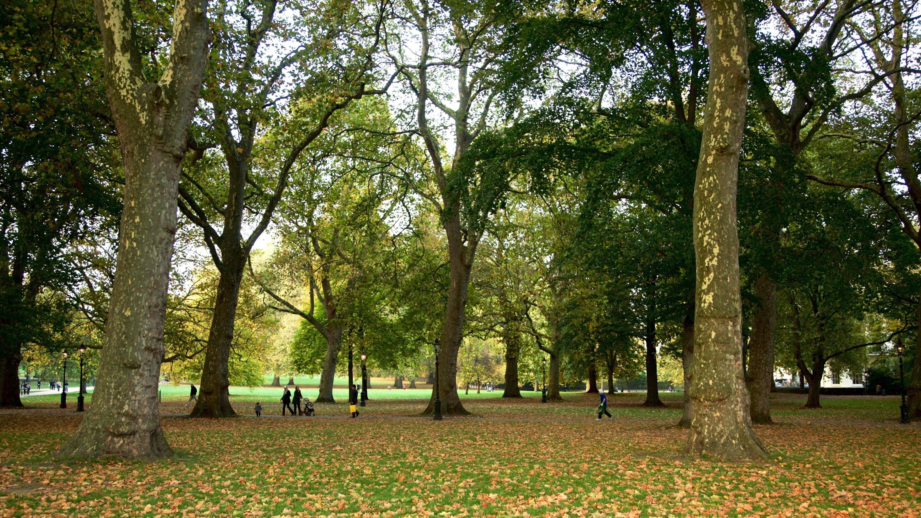A park with tall trees and a grassy area covered with fallen leaves.