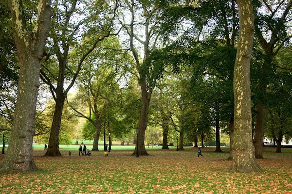 Un parc avec de grands arbres et une pelouse recouverte de feuilles mortes.