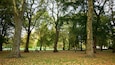 A park with tall trees and a grassy area covered with fallen leaves.