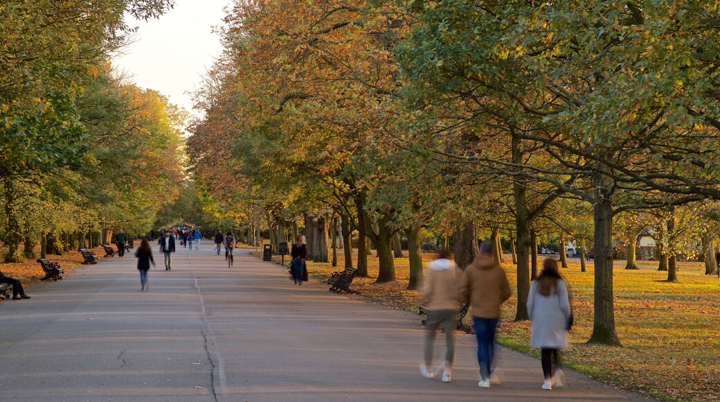 Regent\'s Park featuring a park and fall colors