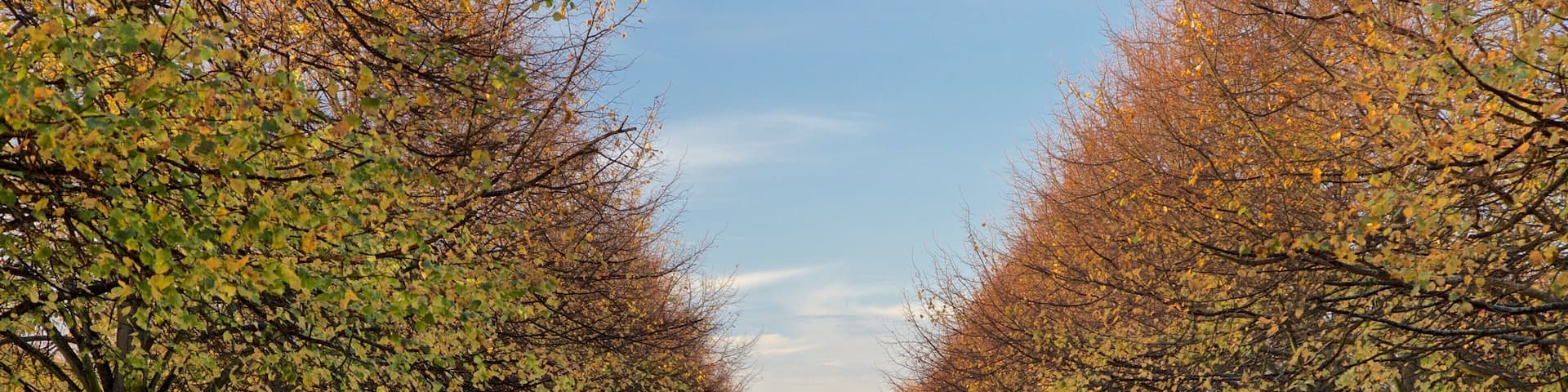 A tree-lined pathway with benches and people walking.