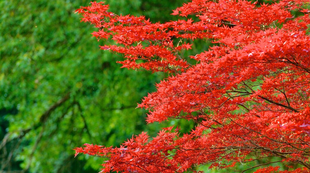 English Garden featuring a park and fall colors