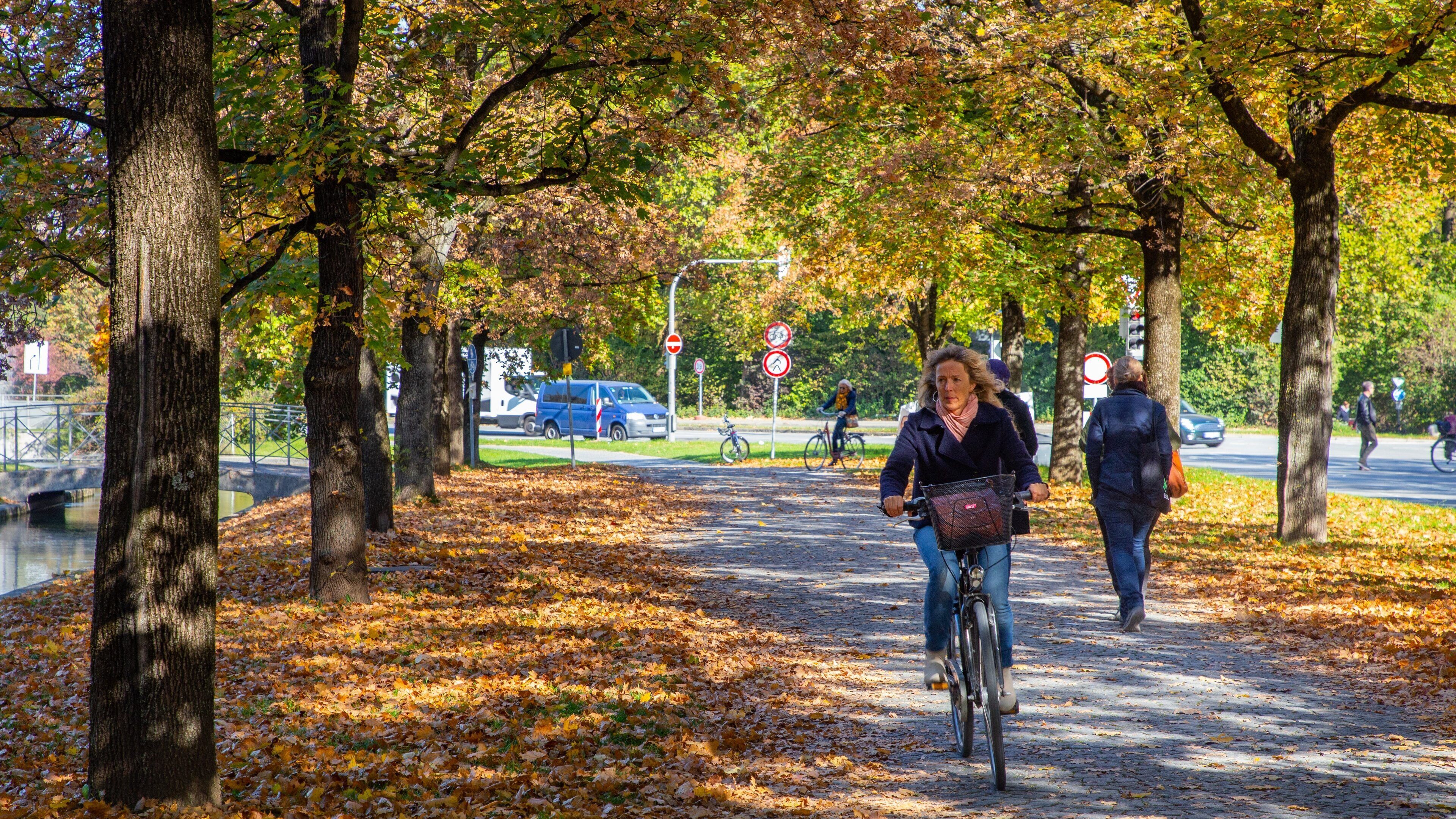 Hofgarten showing autumn leaves, a garden and cycling