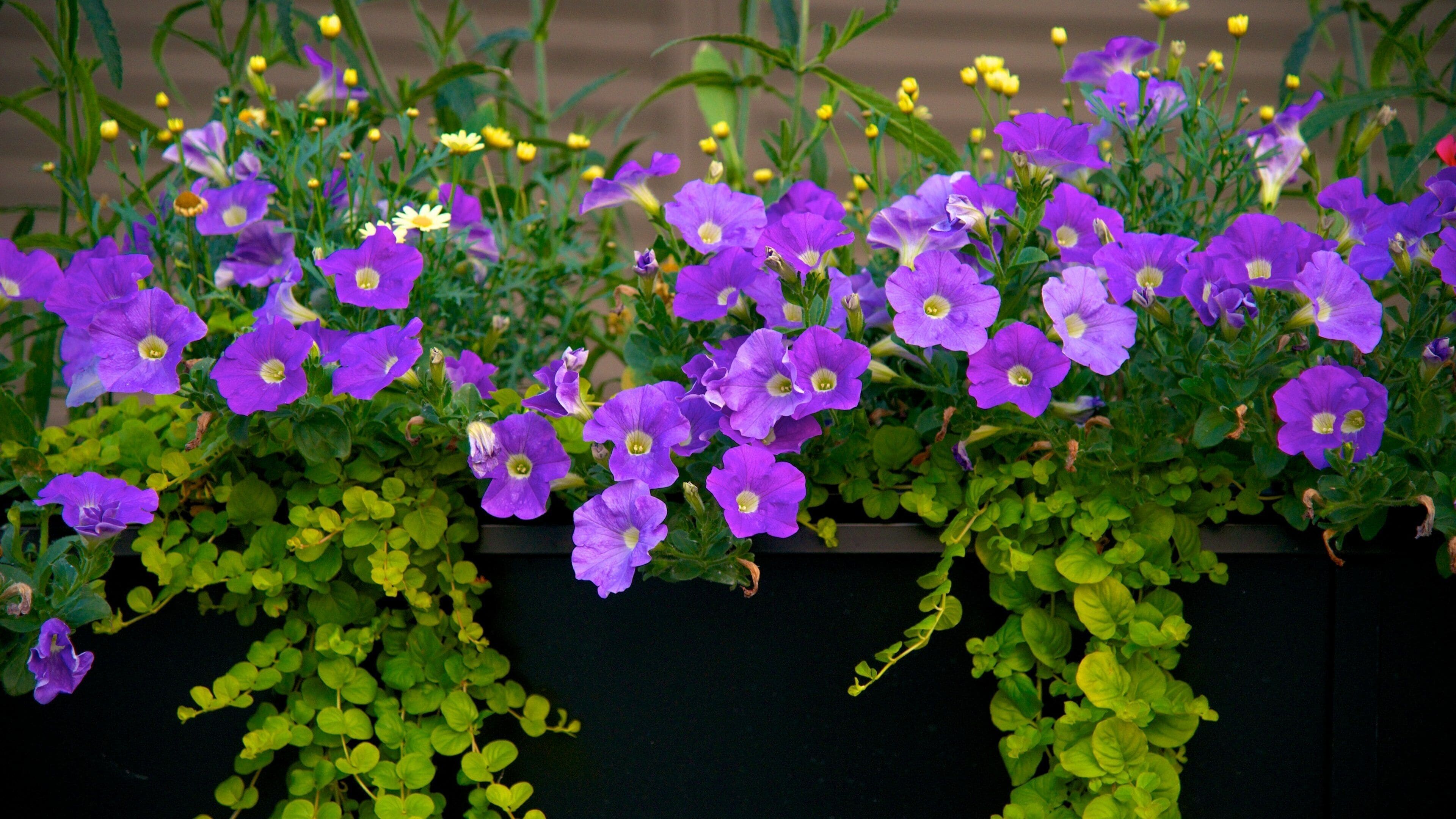 King\'s Garden which includes flowers