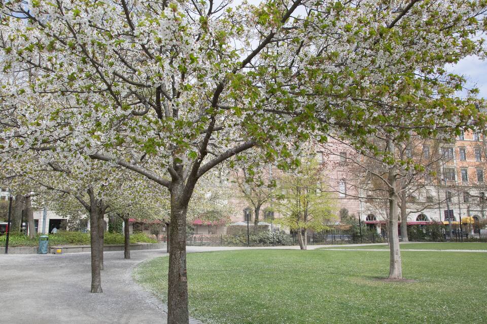 A park with blooming trees and a building in the background.