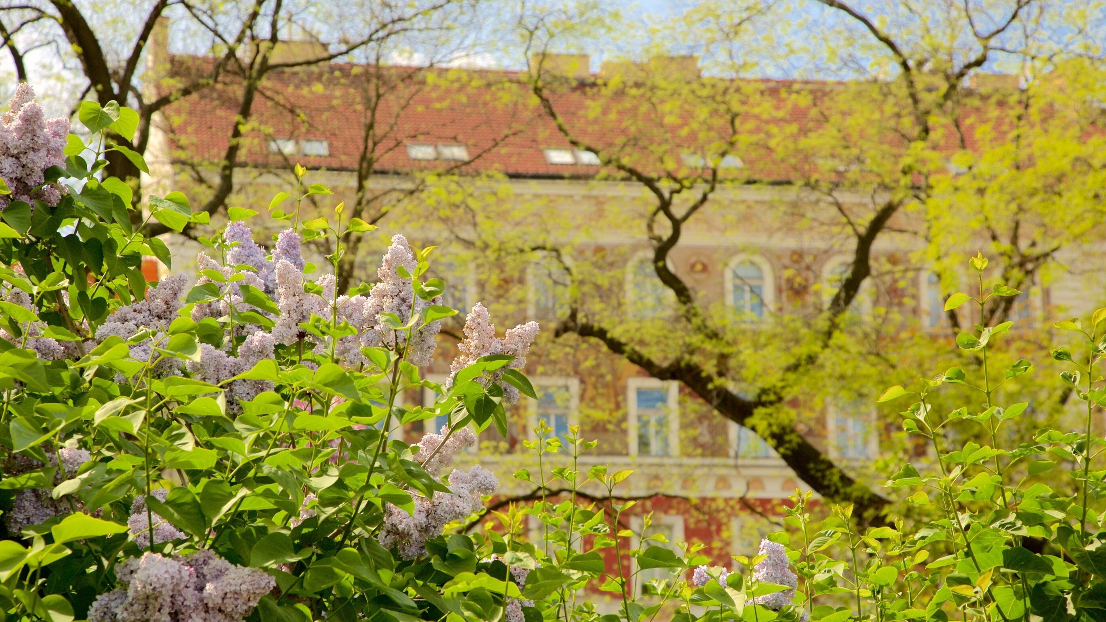 Charles Square featuring a garden