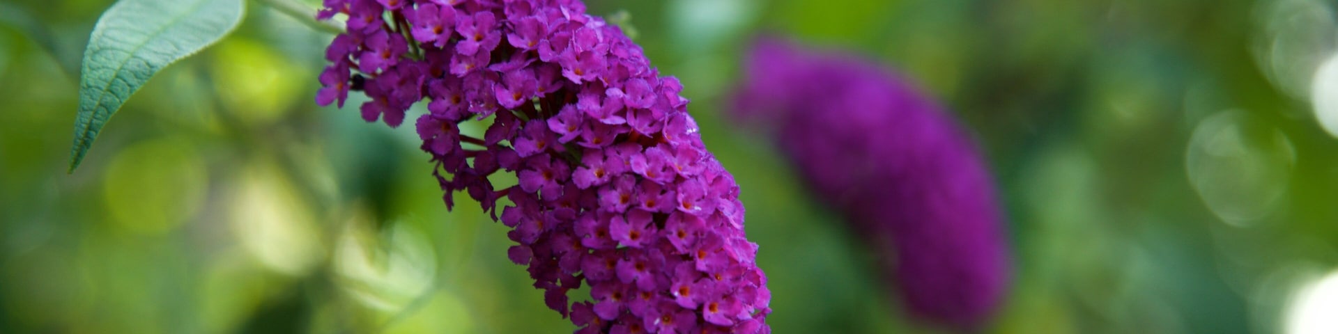Sempione Park which includes wildflowers, a park and flowers