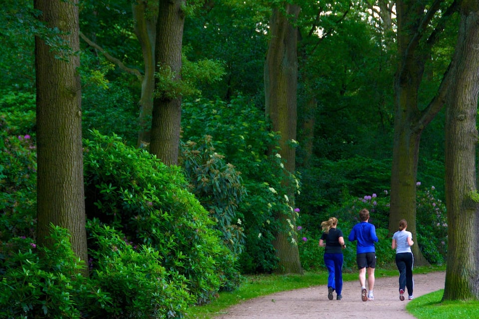 A forested path with three people jogging.