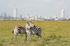 Zebras in Nairobi national park with Nairoby city in the background. Zebra puts head on back of other zebra in Nairobi, Kenya.
