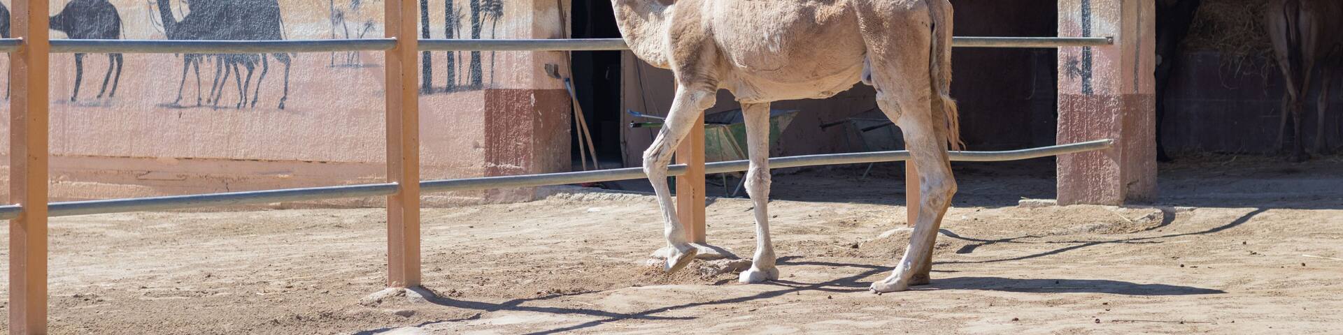 A camel in a pen in clear weather. zoo with wild animals. the face of a camel.