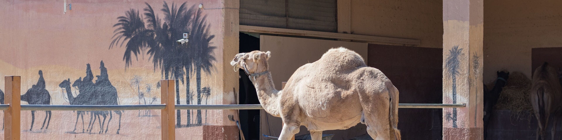 A camel in a pen in clear weather. zoo with wild animals. the face of a camel.