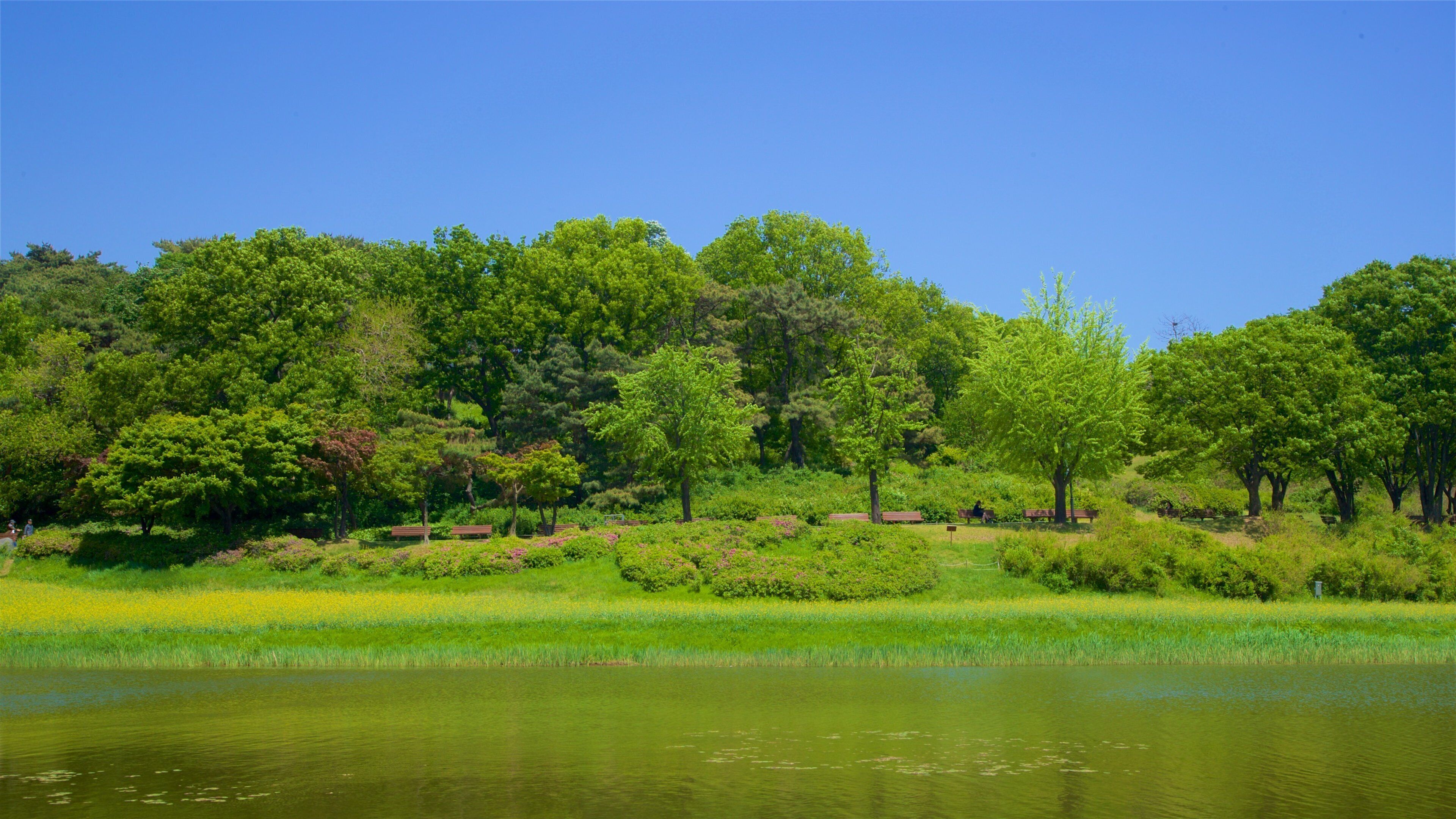 Olympic Park showing a river or creek