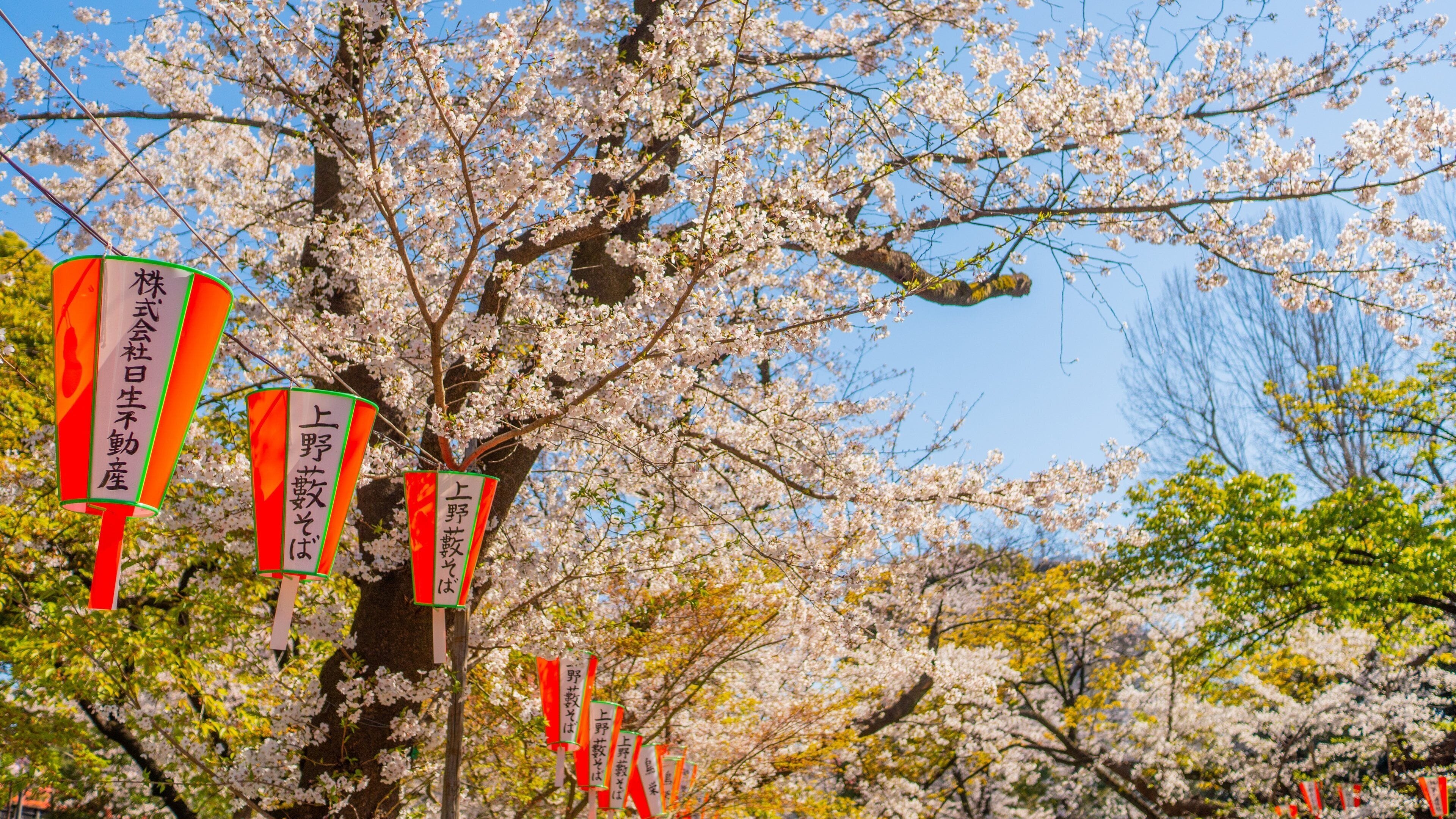 Ueno Park showing signage and wildflowers