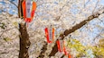 Cherry blossoms and lanterns on a tree.