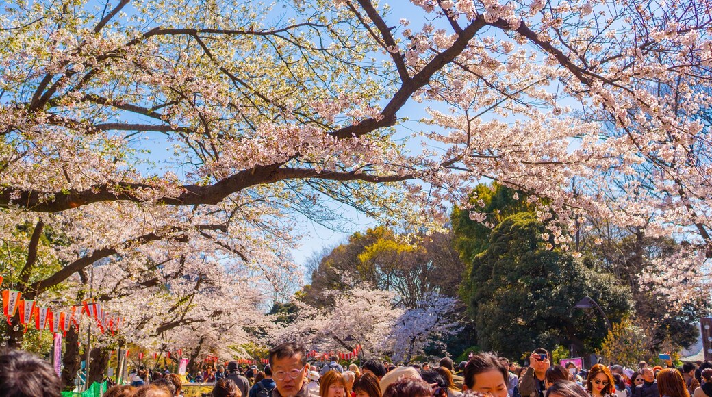 Ueno Park which includes wildflowers and a park as well as a large group of people