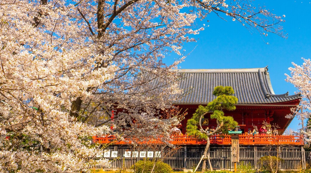Ueno Park featuring heritage elements and wildflowers