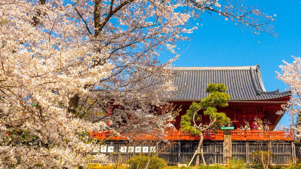 Ueno Park featuring heritage elements and wildflowers