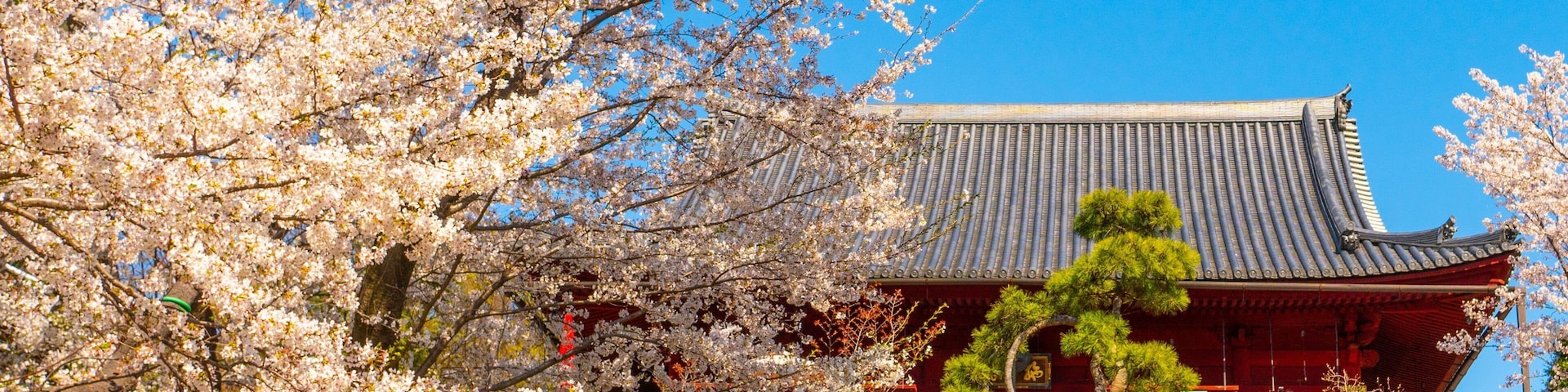 Ueno Park featuring heritage elements and wildflowers