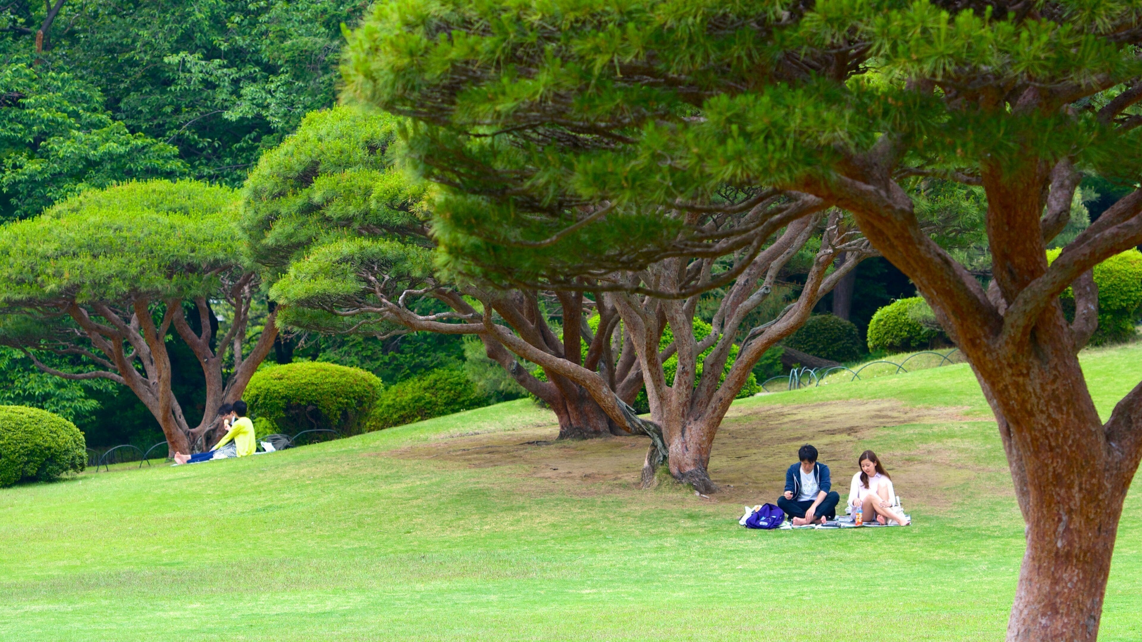 Nationale tuin Shinjuku Gyoen bevat picknicken en een park en ook een stel