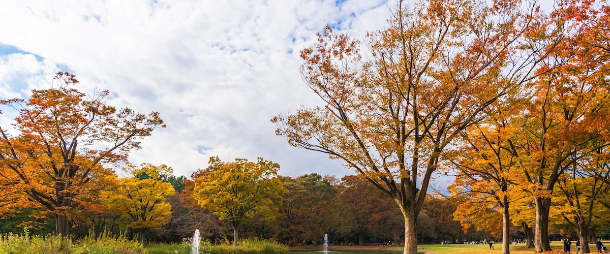 Bridge over water in picturesque Yoyogi Park, Shibuya, Tokyo, Japan