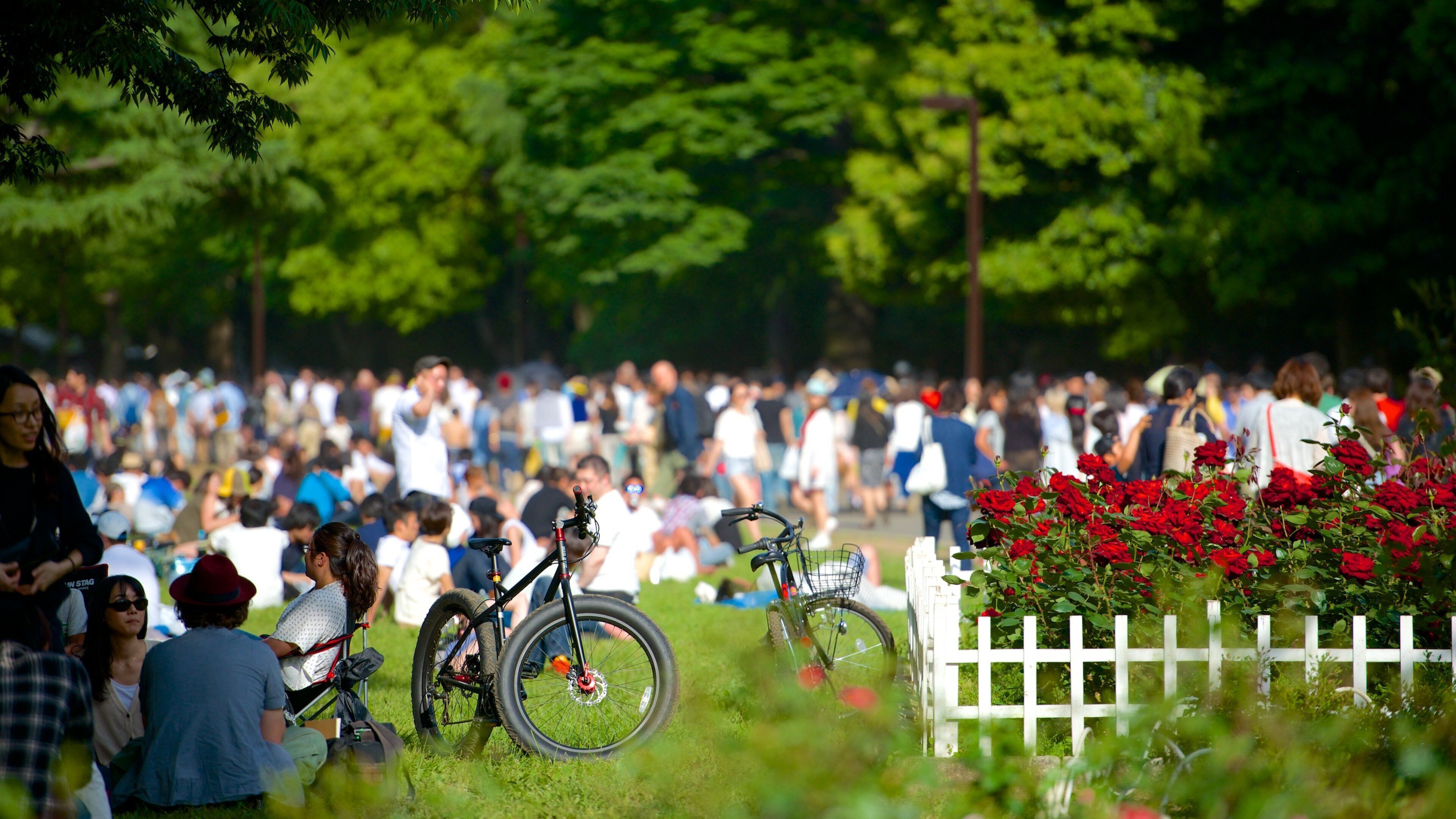 Yoyogi Park featuring cycling, flowers and a garden