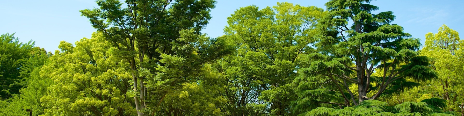 Parque de Yoyogi que inclui um parque