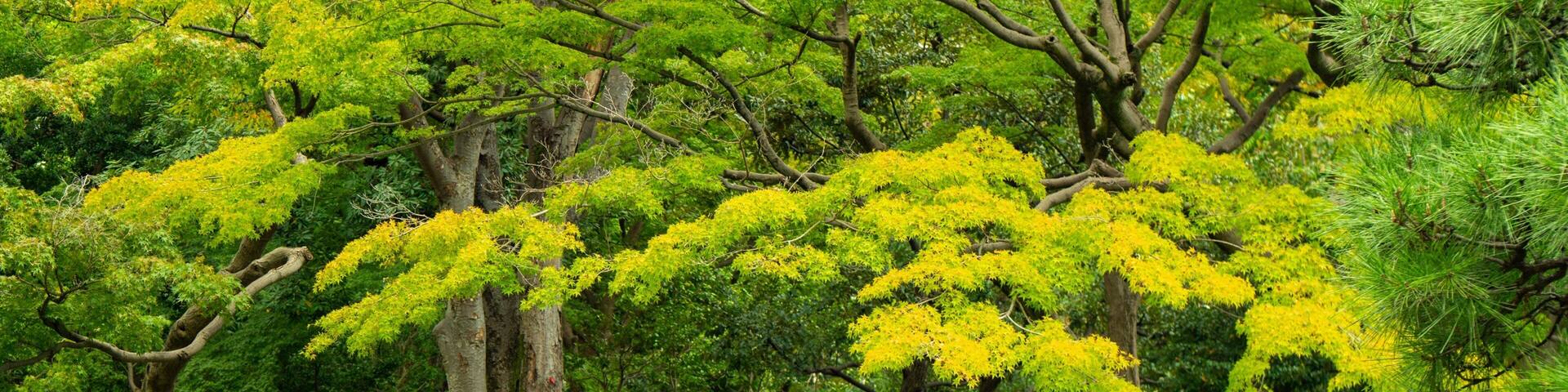 A wooden bridge over a pond in a lush garden with green and yellow foliage.