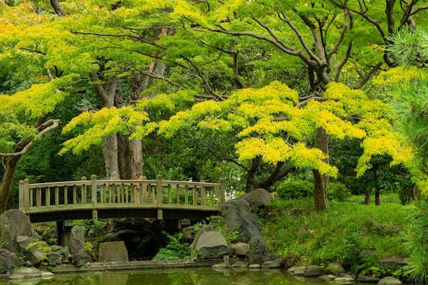 Eine Holzbrücke über einen Teich in einem üppigen Garten mit grünem und gelbem Laub.