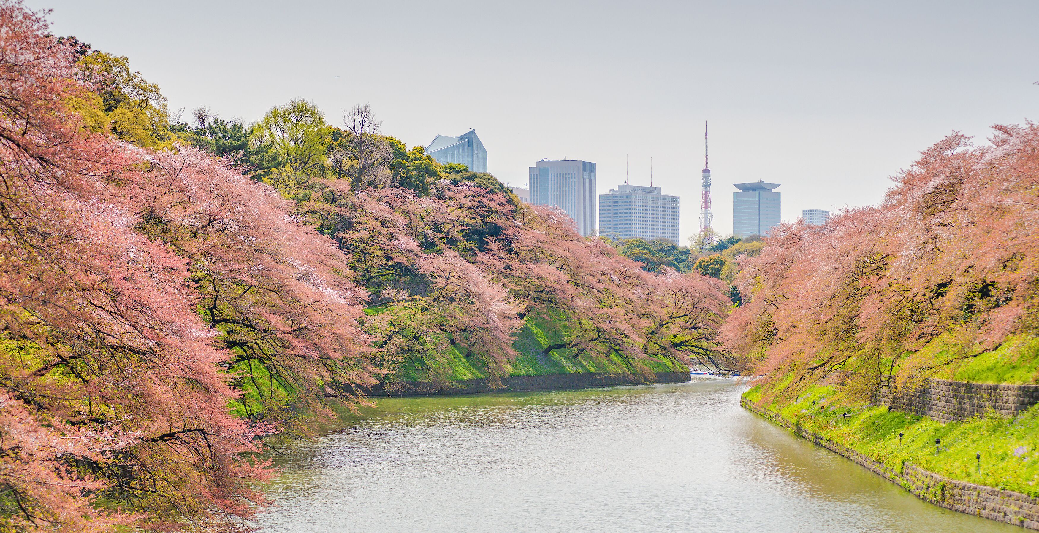 Sakura blossom at Kitanomaru Garden, Tokyo, Japan. Shutterstock ID 307458575