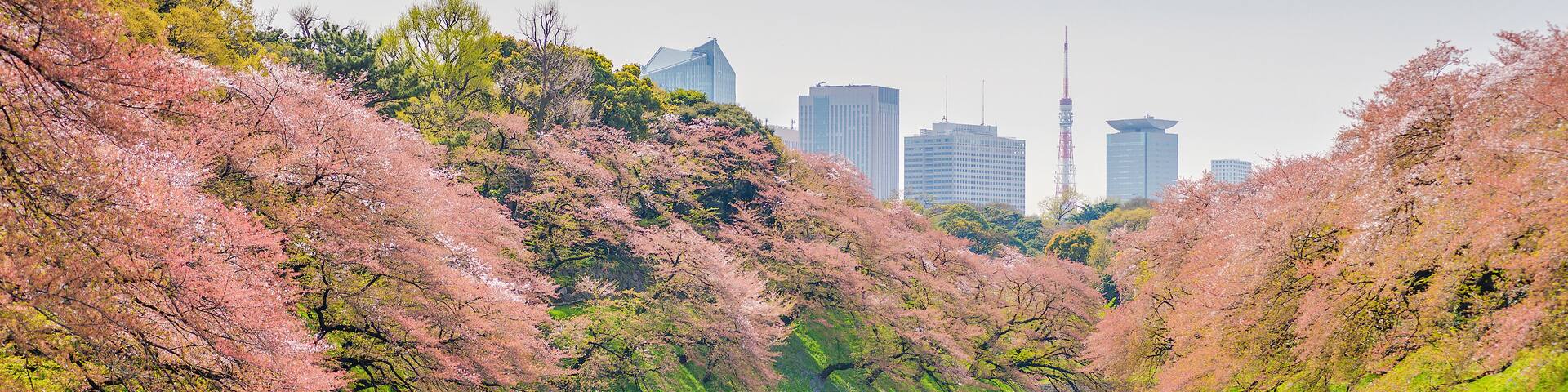 A river flanked by cherry blossom trees, a stone wall, and modern buildings in the background.