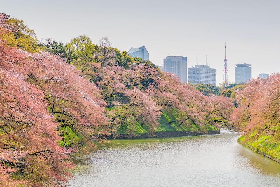 A river flanked by cherry blossom trees, a stone wall, and modern buildings in the background.