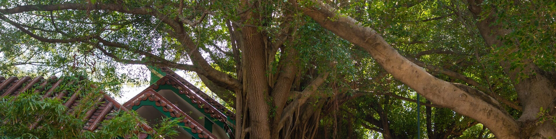 Kowloon Park showing a park