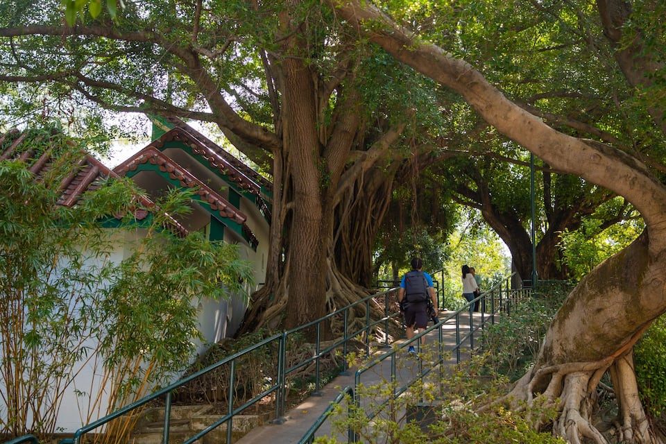 A staircase surrounded by large trees with roots extending over the path.