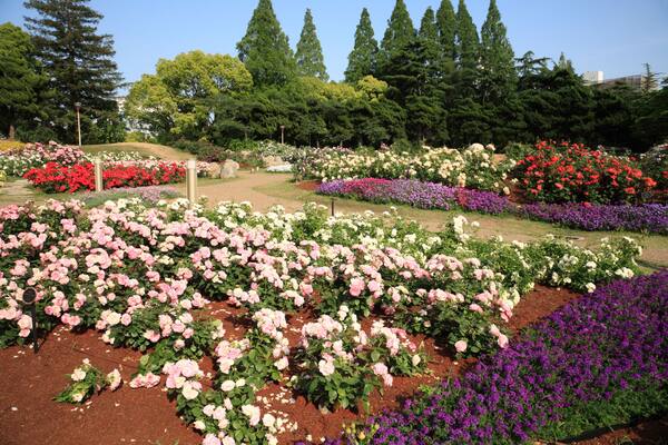 BY0KFJ Rose Garden of Utsubo Park, Osaka, Osaka, Japan