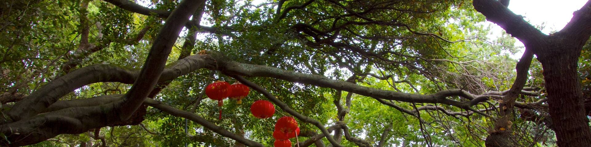 Albert Park featuring a park, hiking or walking and forest scenes