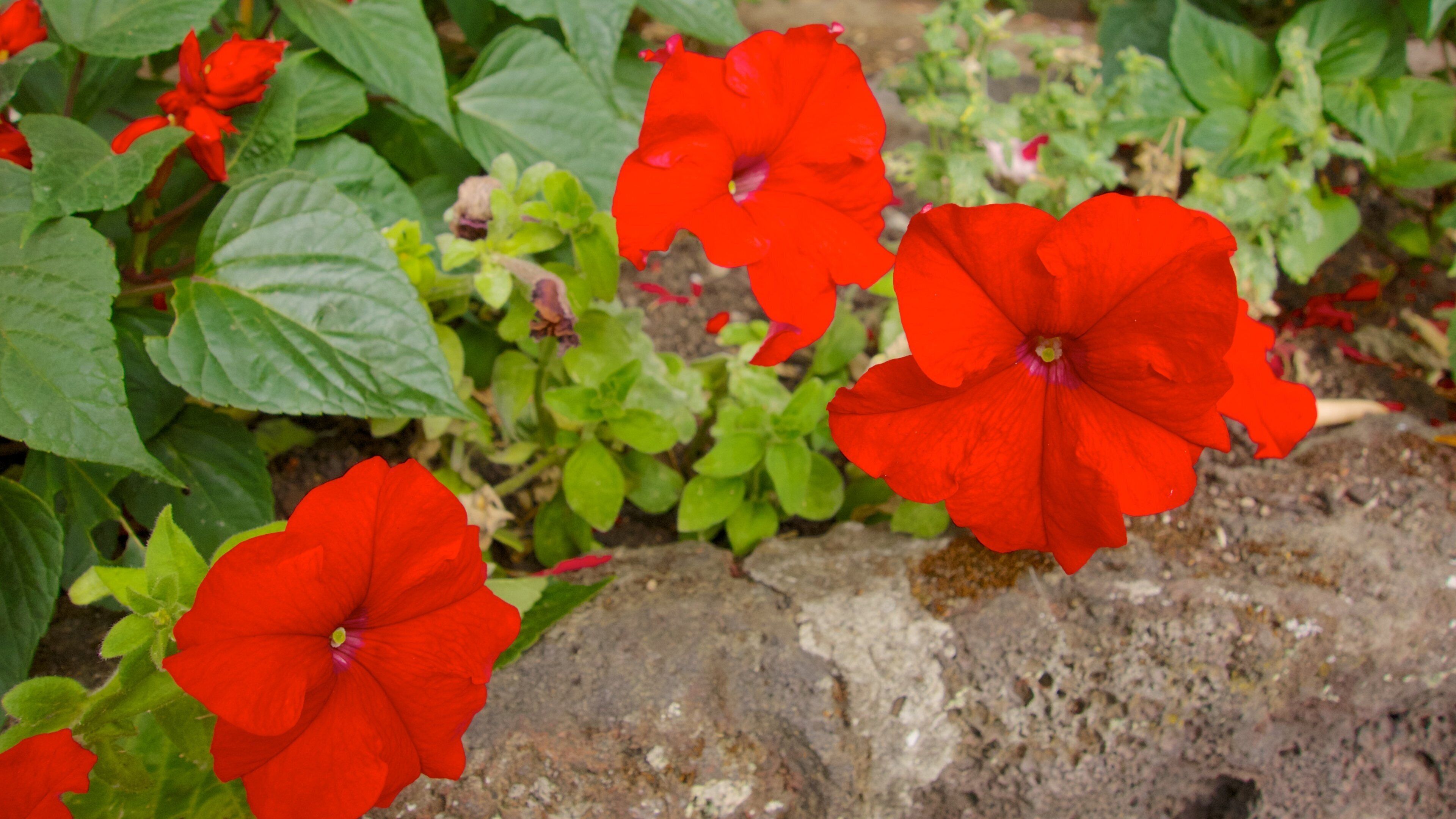 Albert Park showing flowers