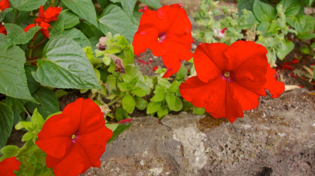 Albert Park showing flowers