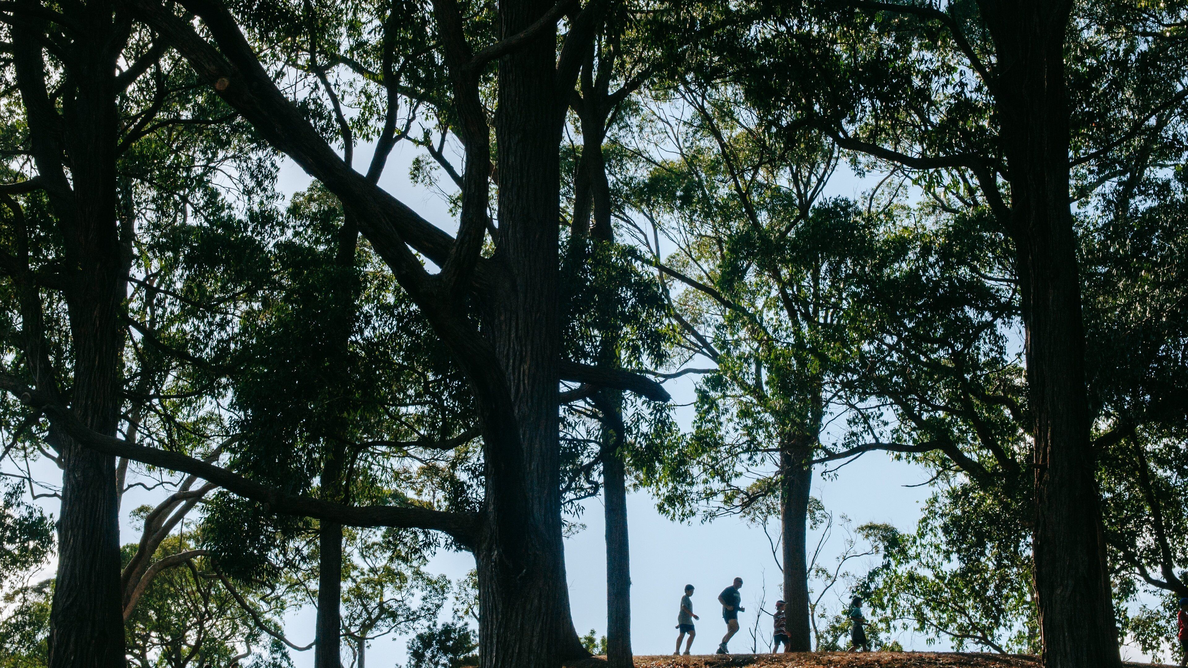 Auckland Domain showing a garden