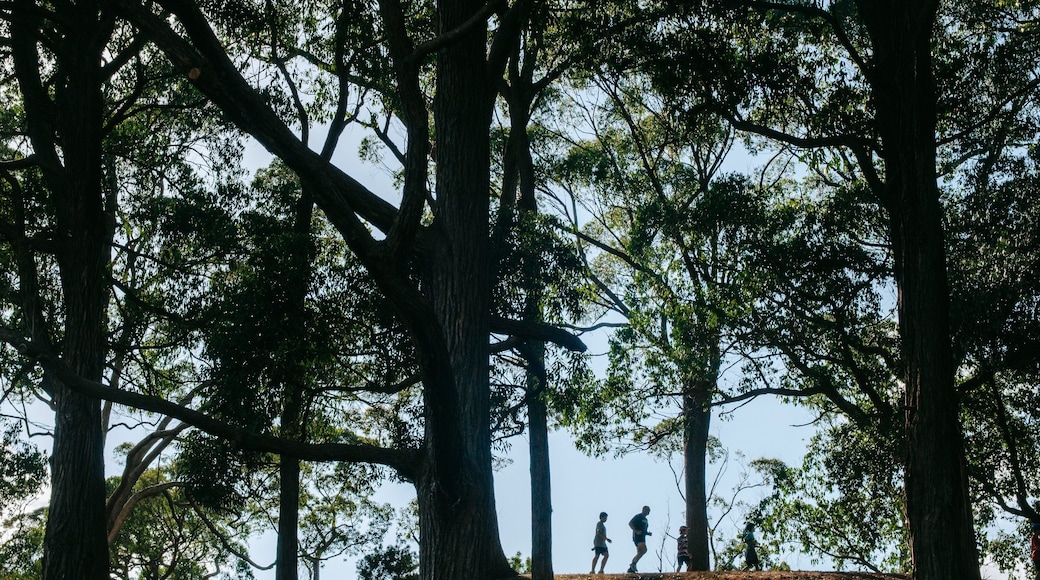 Auckland Domain showing a garden