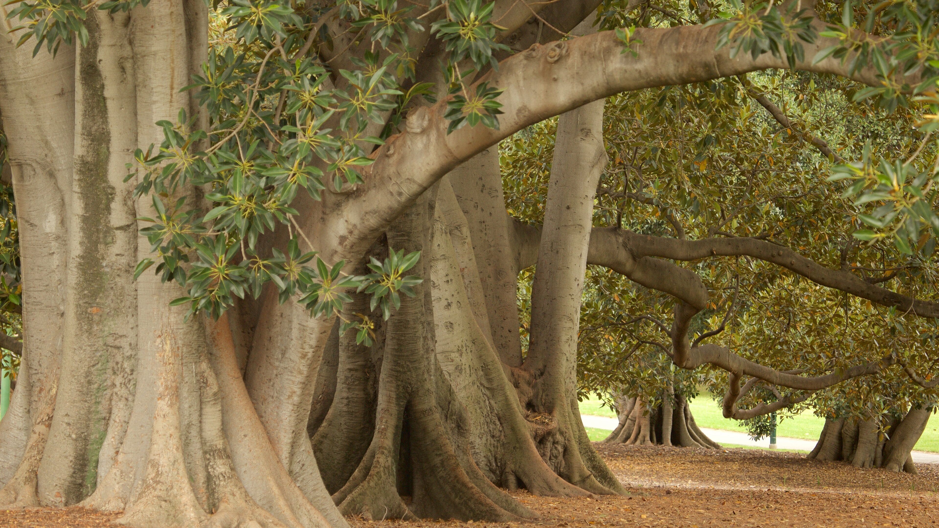 Fitzroy Gardens showing a park