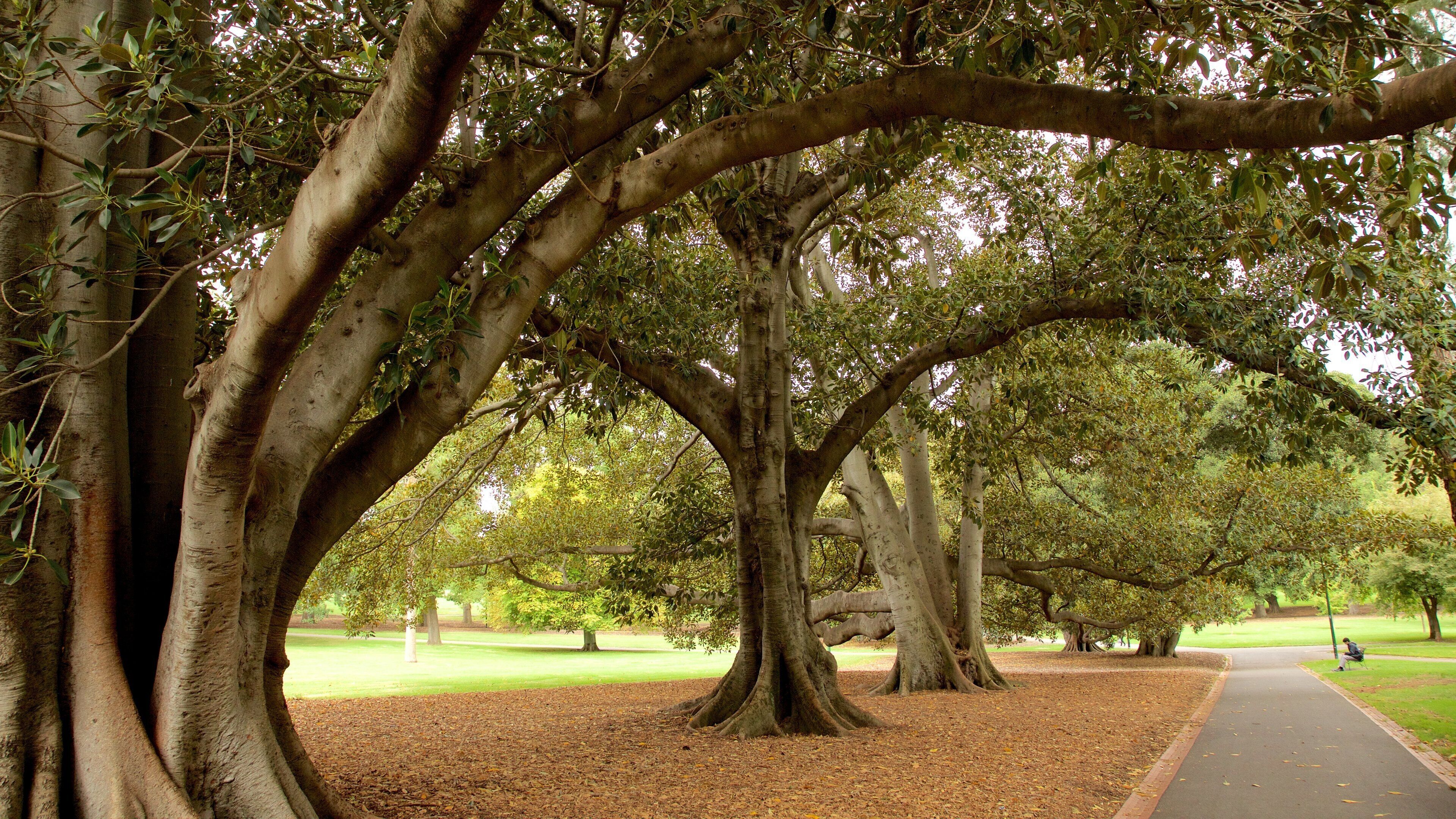 Fitzroy Gardens som visar en trädgård