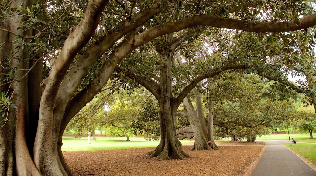 Fitzroy Gardens featuring a park