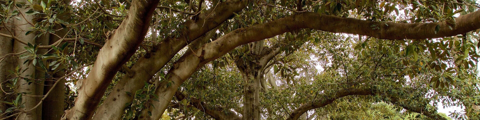 Fitzroy Gardens featuring a park