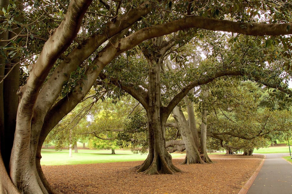 Een park met grote bomen, een pad en een gazon.