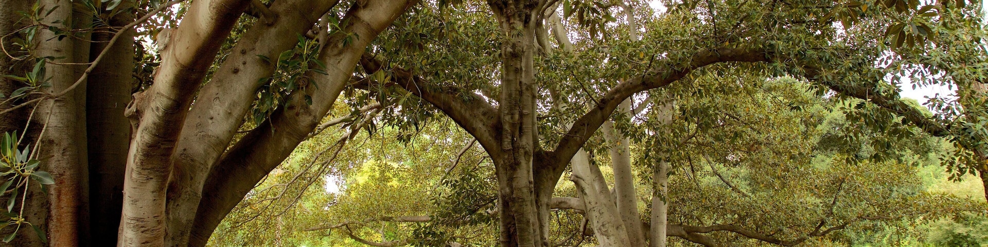Fitzroy Gardens mostrando un jardín