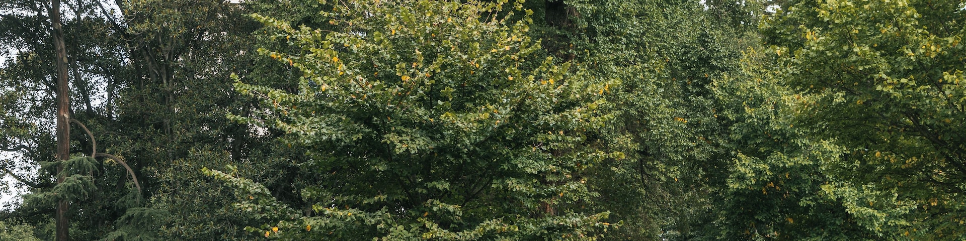 A park with large trees, a walking path, and people walking.