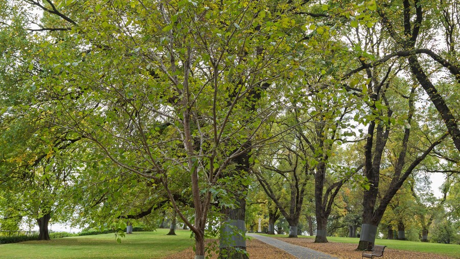 A wooden bench along the path with fallen leaves at Flagstaff Gardens, the oldest park in Melbourne, Victoria, Australia during Autumn season