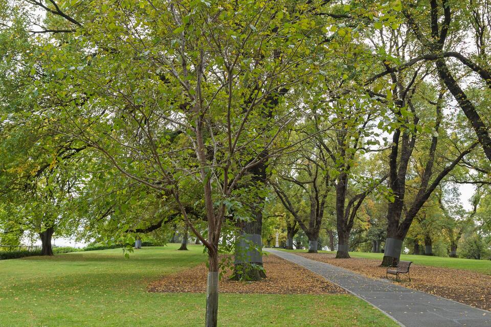 A park with a paved walkway, trees, and a bench.