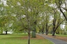 A wooden bench along the path with fallen leaves at Flagstaff Gardens, the oldest park in Melbourne, Victoria, Australia during Autumn season